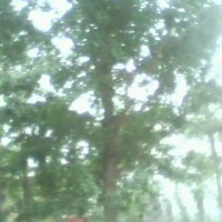 銀杏實(shí)生樹