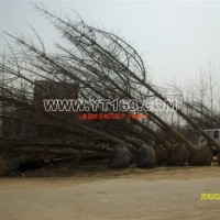 實(shí)生銀杏樹