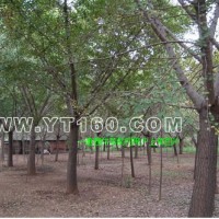 嫁接銀杏樹(shù)