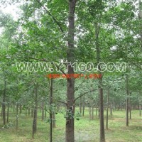 實(shí)生銀杏樹