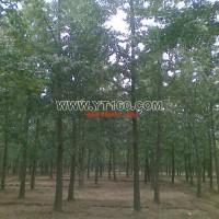 實(shí)生銀杏樹