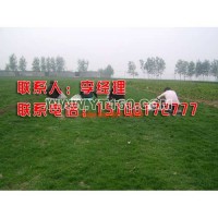 冷季型草坪（早熟禾）