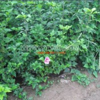 叢生木槿
