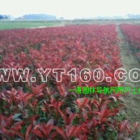 紅葉石楠容器苗