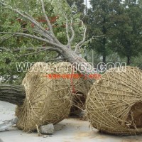 實(shí)生銀杏樹