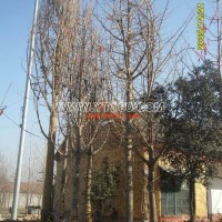 移栽銀杏樹(shù)