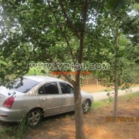 嫁接銀杏樹(shù)