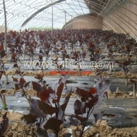 中華紅葉楊小苗