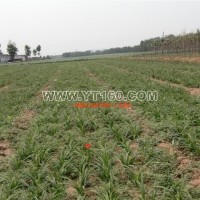 紅寶石萱草（基地）