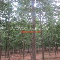 實(shí)生銀杏樹(shù)