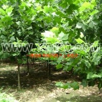 法國(guó)梧桐小苗