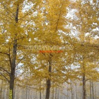 銀杏實(shí)生樹(shù)