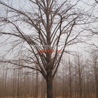 銀杏實(shí)生樹