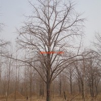 銀杏實(shí)生樹