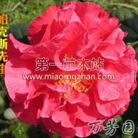 帕克斯先生茶花