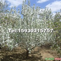 八棱海棠樹(shù)