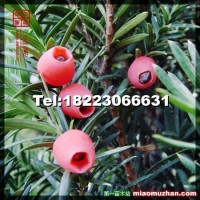 南方紅豆杉大樹