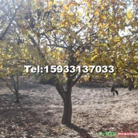 高桿八棱海棠樹