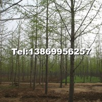 實(shí)生銀杏樹(shù)