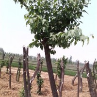 獨(dú)桿半冠暴馬丁香