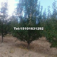 八棱海棠樹(shù)