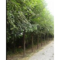 榆樹(shù)