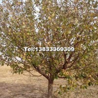 八棱海棠樹(shù)