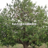 八棱海棠樹(shù)