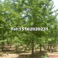 銀杏嫁接樹(shù)