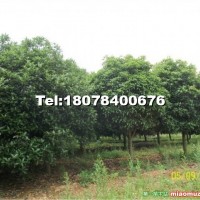 八月桂成品樹(shù)