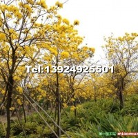 黃花風(fēng)鈴木