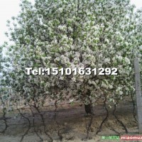 八棱海棠樹(shù)