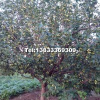 京紅海棠樹(shù)