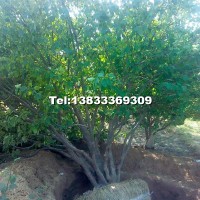 叢生八棱海棠樹