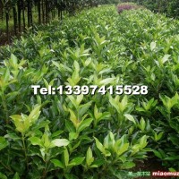 法國(guó)冬青