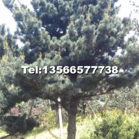 五針?biāo)?/></a>
<div><a href=