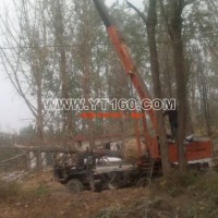 實(shí)生銀杏樹