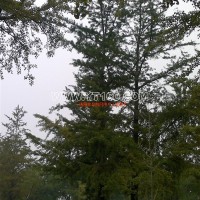 銀杏實(shí)生樹