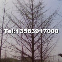 實(shí)生銀杏樹