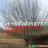 八棱海棠樹(shù)