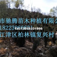 曼地亞紅豆杉大樹