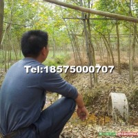 黃花風(fēng)地苗