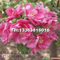 北美海棠-凱爾斯