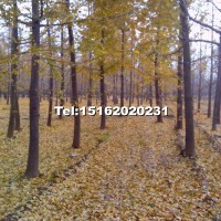 銀杏嫁接樹(shù)