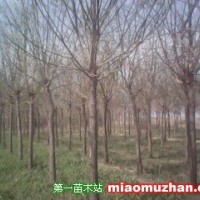 平頭三年國(guó)槐