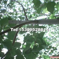 美國(guó)大葉楊