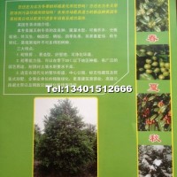 玉粒紅（英國(guó)冬青）