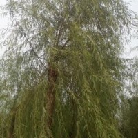 垂柳