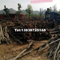 北欒（五角楓，黃櫨）