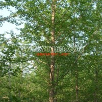 銀杏實(shí)生樹